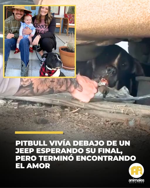 Pitbull que vivía debajo de un jeep tiene la mejor vida ahora