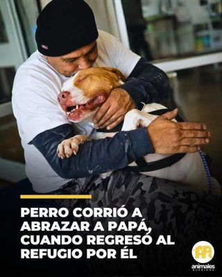 Este perro abraza a su papá que regresó al refugio para salvarlo