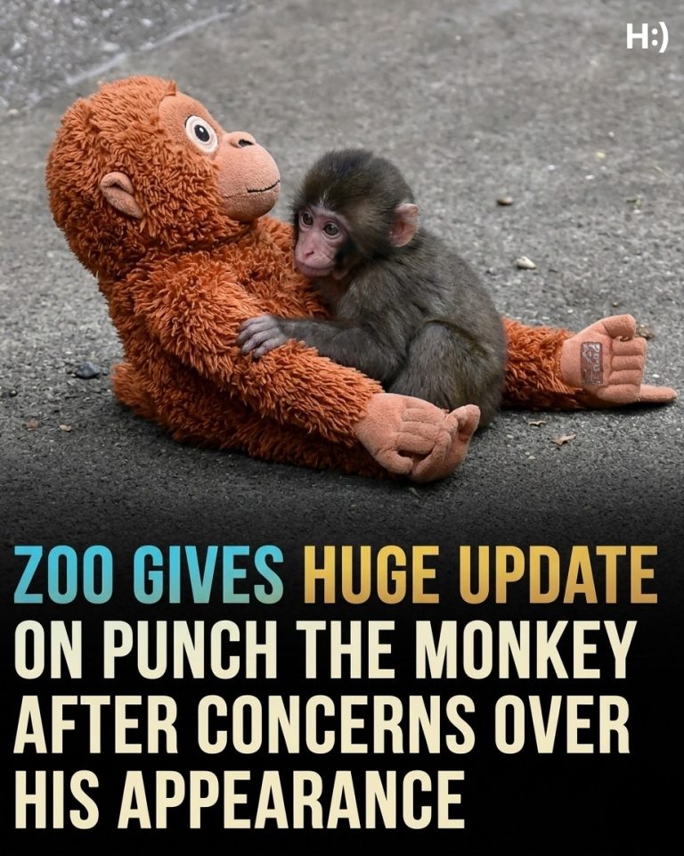 Heartbreaking Video of a Single Punch Shatters Millions Online, Leaving Viewers in Shock, Anger, and Sorrow, Sparking Waves of Emotional Reactions, Viral Debates, and Questions About Violence, Responsibility, and Humanity, While Social Media Communities Grapple with the Unseen Story Behind the Clip That No One Expected, Capturing Attention and Emotion Worldwide in Seconds