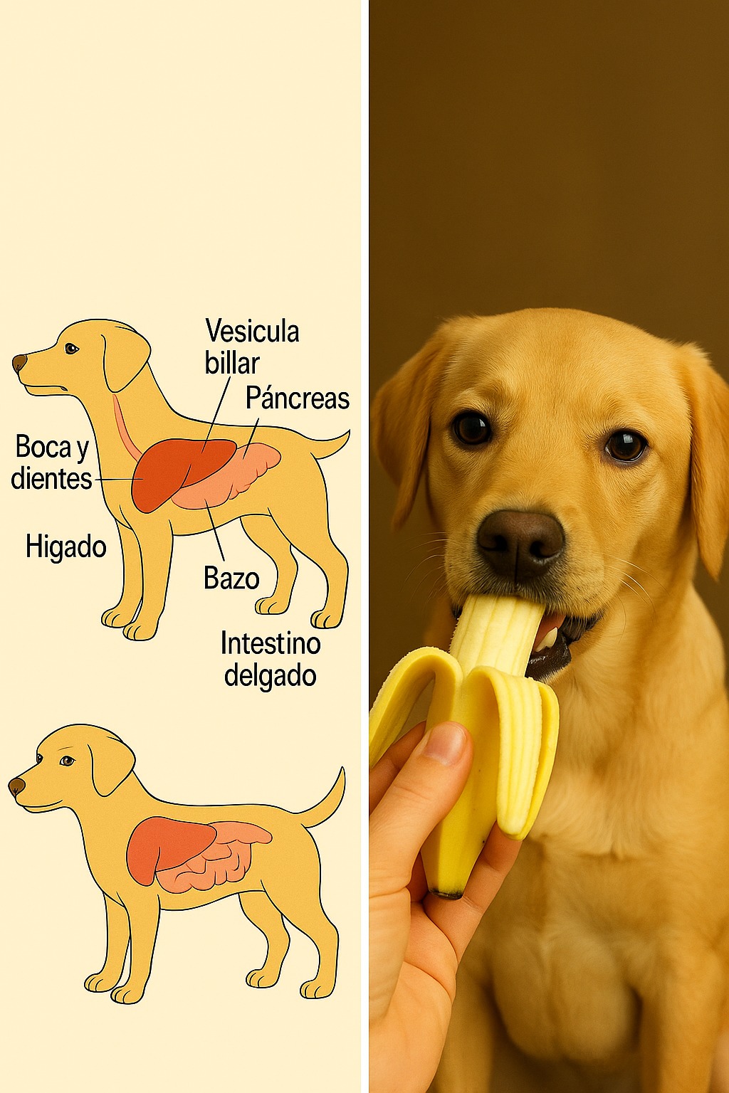 🐶 ¡La Guía Definitiva Para Alimentar Bien a Tu Perro! 🍗🍎🦴