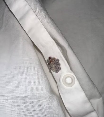 Svegliarsi con misteriose piccole sfere sulle lenzuola basta a far andare chiunque in modalità panico. Sono rotondi, uniformi e posizionati in modo strano—come se qualcosa li avesse lasciati lì apposta. La tua mente corre: Uova di insetto? Cimici dei letti? Qualcosa di pericoloso?