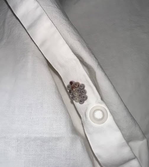 Svegliarsi con misteriose piccole sfere sulle lenzuola basta a far andare chiunque in modalità panico. Sono rotondi, uniformi e posizionati in modo strano—come se qualcosa li avesse lasciati lì apposta. La tua mente corre: Uova di insetto? Cimici dei letti? Qualcosa di pericoloso?