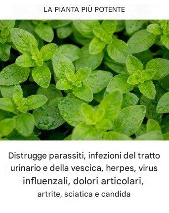 È una delle piante più potenti al mondo