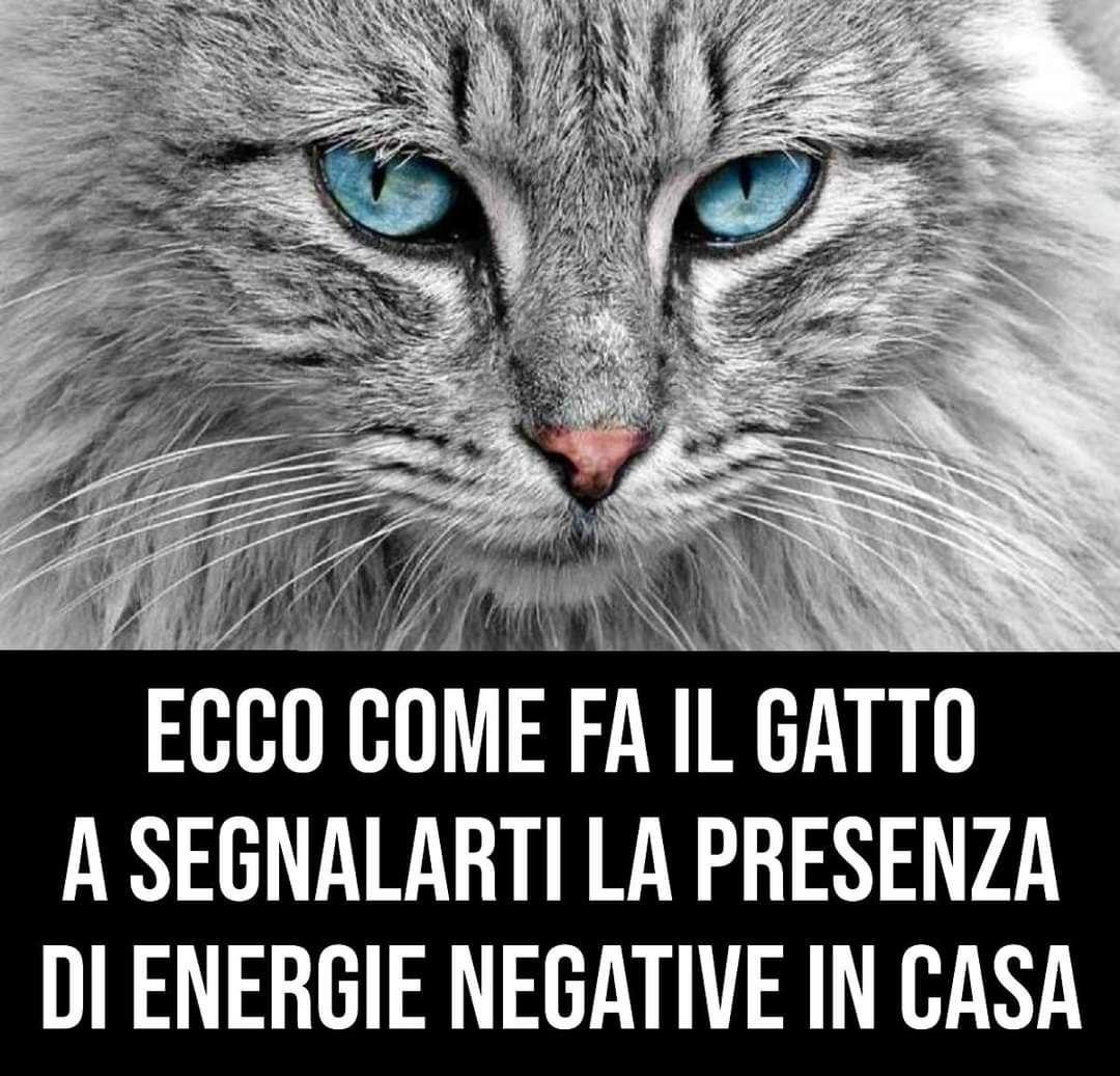 Fate attenzione a quando il vostro gatto vi chiede di u… Altro…