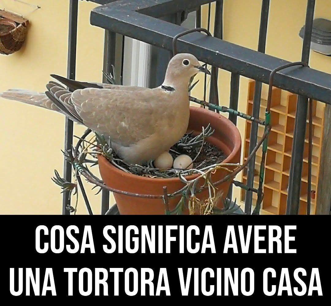 La presenza di una tortora ha un significato specifico. Ecco qual..Altro…