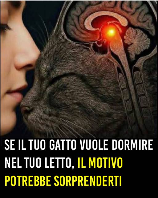 Quel dettaglio non è innocente… e pochi lo sanno. 🤔🤯… Altro