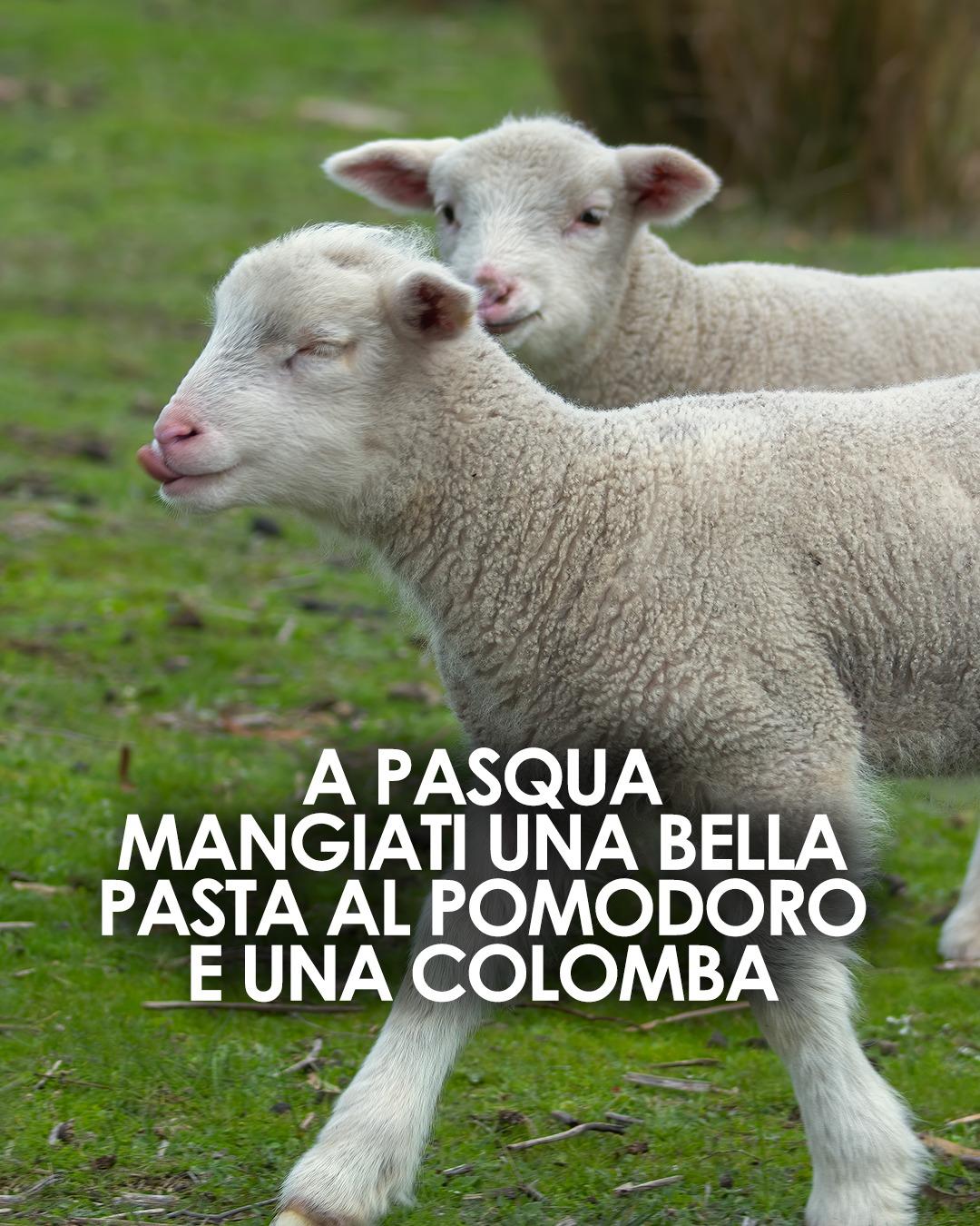 Lasciamo gli agnellini alle loro madri. Sei d’accordo?