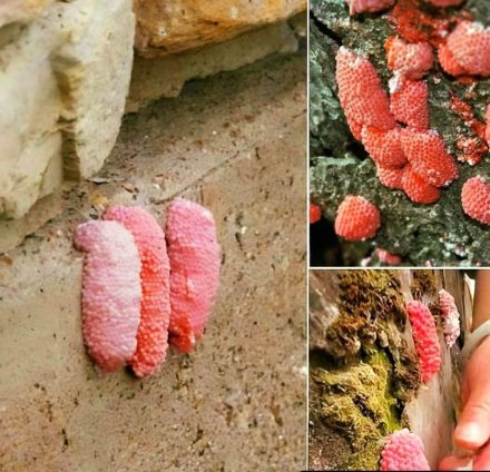 Fate molta attenzione se vedete queste piccole uova rosa su un muro: dovreste sapere velocemente di cosa si tratta 👇🏻