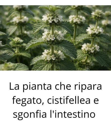 La pianta che ripara fegato, cistifellea e sgonfia l’intestino