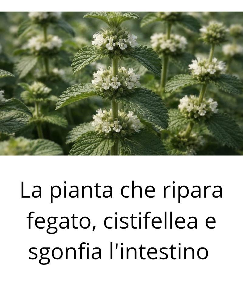 La pianta che ripara fegato, cistifellea e sgonfia l’intestino