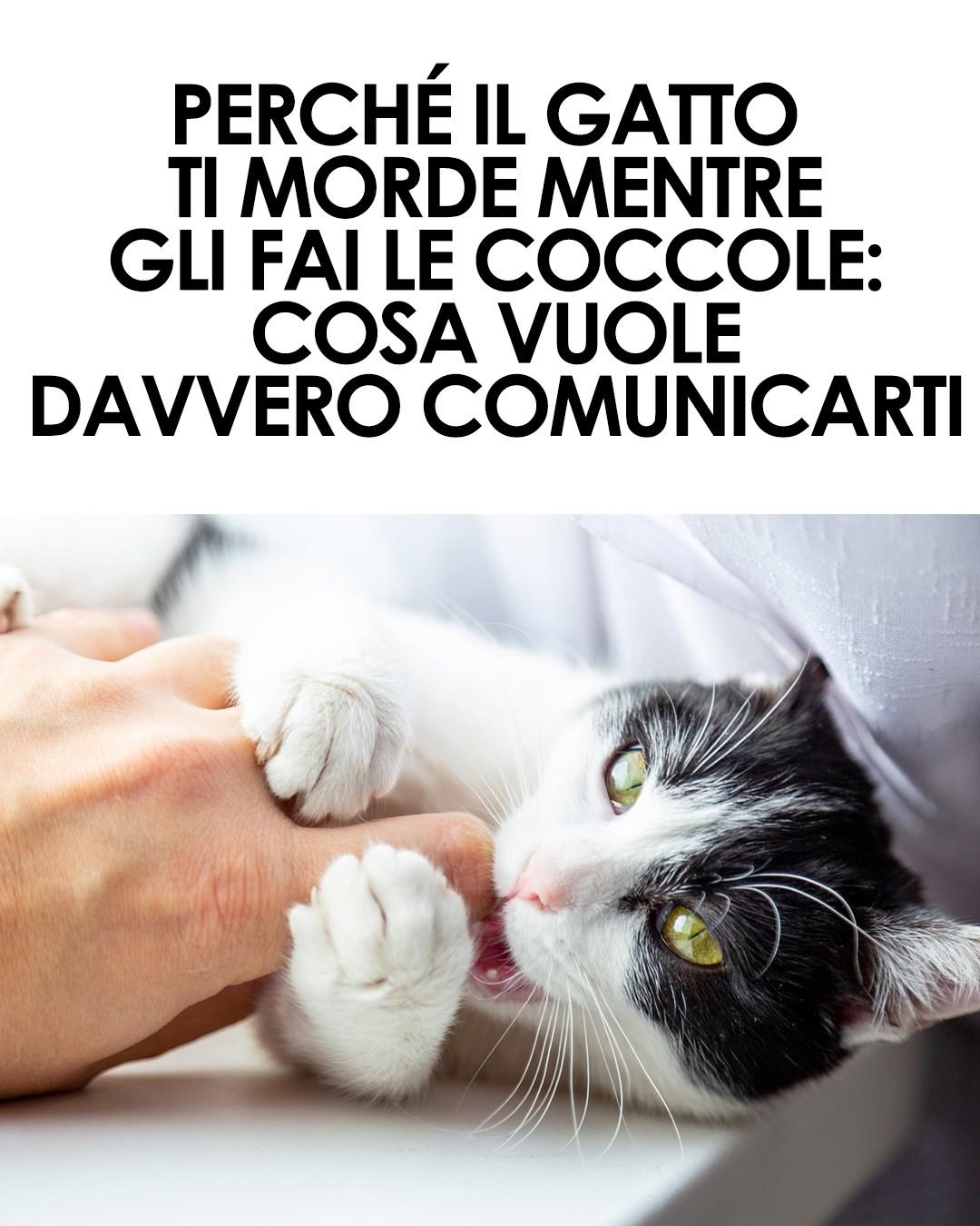 I gatti sono creature misteriose e affascinanti, e il loro comportamento può essere difficile da interpretare. Se il tuo felino ti morde durante le coccole, non è un gesto casuale: scopri cosa sta davvero cercando di comunicarti.
