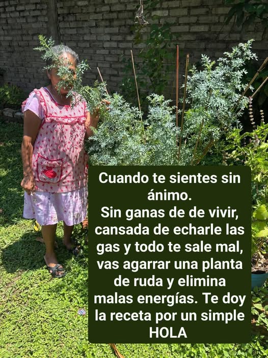 Beneficios y propiedades de la Ruda