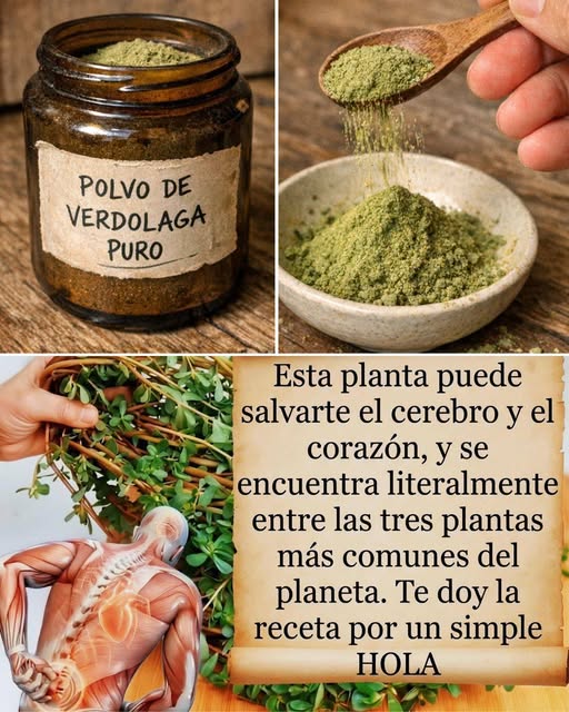 Esta planta puede salvarte el cerebro y el corazón, y se encuentra literalmente entre las tres plantas más comunes del planeta. Mucha gente piensa que es solo una mala hierba, pero no tienen ni idea. RECETA EN EL PRIMER COMENTARIO 👇