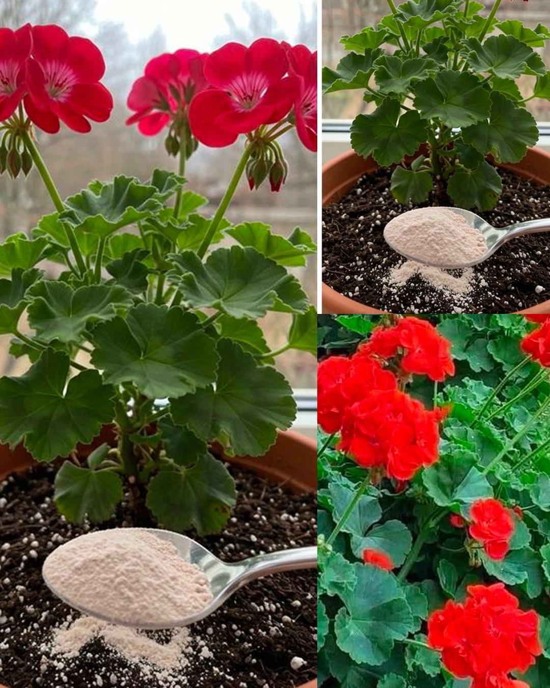 Il trucco geniale da usare ora per far fiorire tutti i gerani molto velocemente