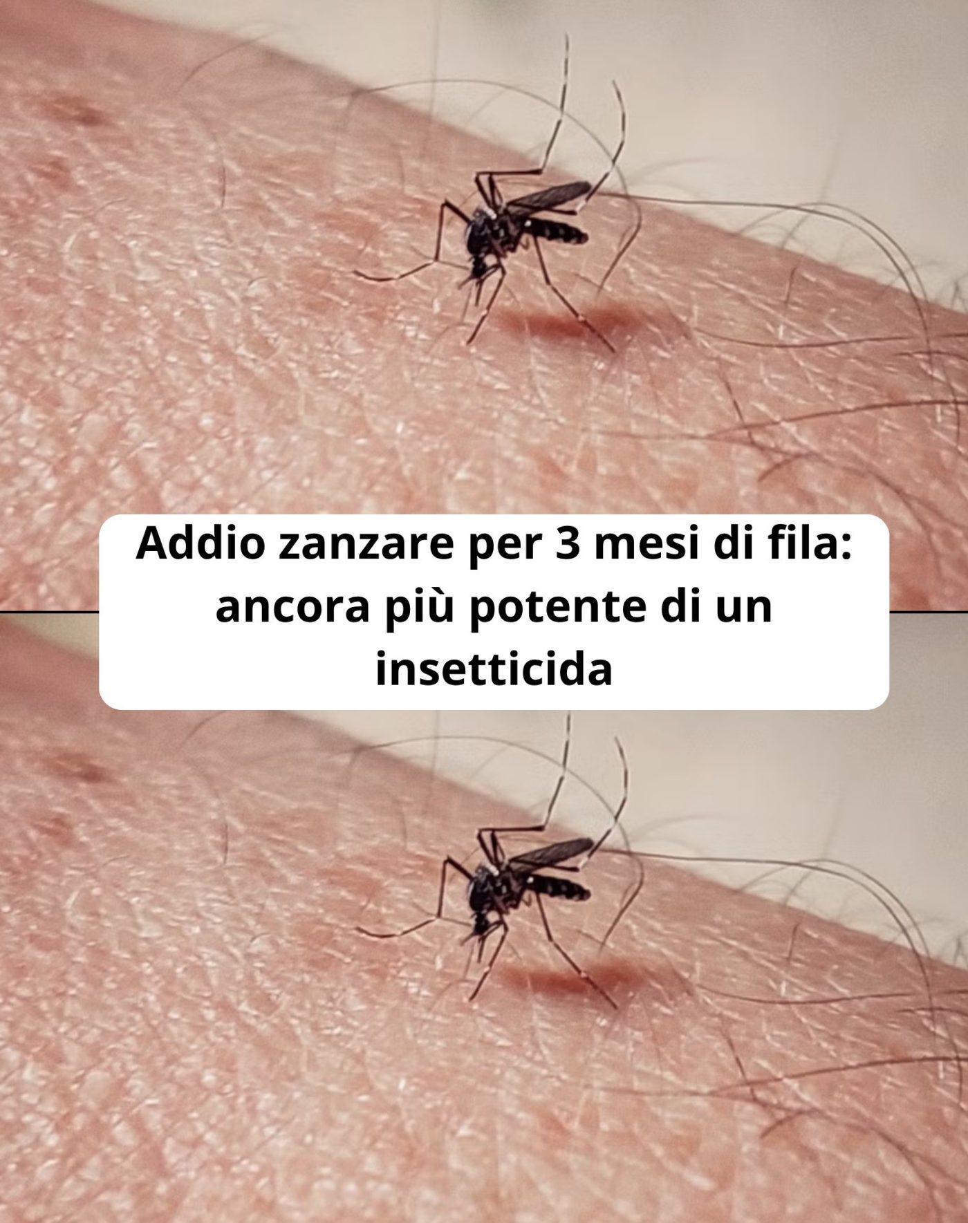 Addio zanzare per 3 mesi di fila: ancora più potente di un insetticida