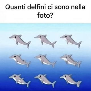 Quanti delfini riesci a individuare nella foto?