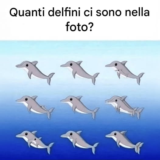 Quanti delfini riesci a individuare nella foto?