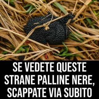 Fate attenzione se le vedete, queste palline nere sono le…Altro…